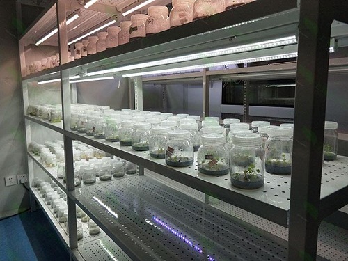 普兰植物组织培养实验室设计建设方案